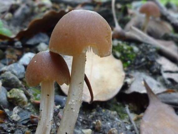 ����: http://www.geocities.jp/cystidia/mysite1/201104/clip_image89.jpg