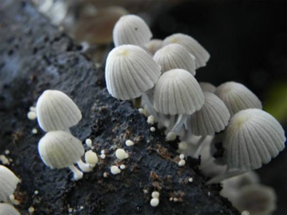 ����: http://blogimg.goo.ne.jp/user_image/26/f1/b176ef039fcf941605acf53d5a97c51f.jpg