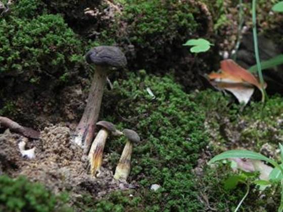 ����: http://www.geocities.jp/cystidia/201106kinoko/clip_image153.jpg