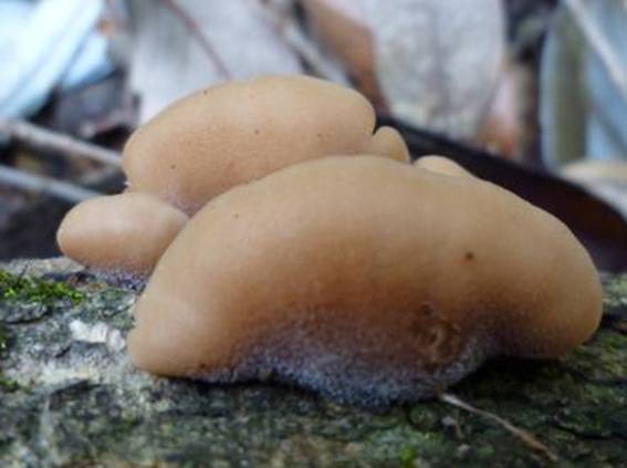 ����: http://www.geocities.jp/cystidia/mysite1/201104/clip_image102.jpg