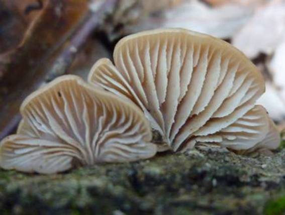 ����: http://www.geocities.jp/cystidia/mysite1/201104/clip_image103.jpg