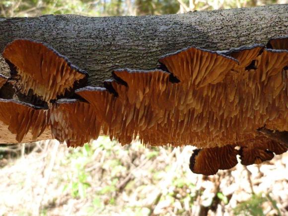 ����: http://www.geocities.jp/cystidia/201102kinoko/clip_image008.jpg