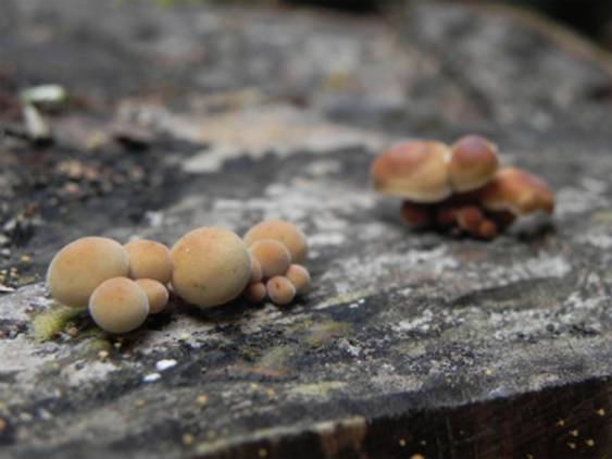 ����: http://blogimg.goo.ne.jp/user_image/0d/5f/4e3ed88b9dc747a59935186052c71118.jpg