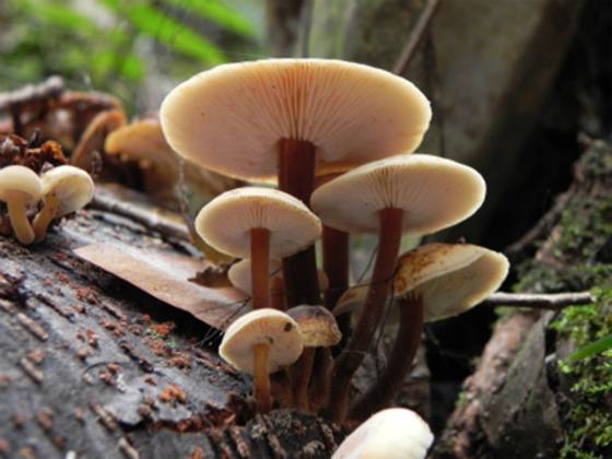 ����: DSCN6750