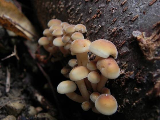 ����: DSCN7060