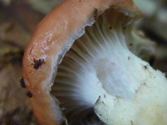 ����: http://blogimg.goo.ne.jp/user_image/13/92/1027b5f2ee636a3b328c2b1ae6746348.jpg