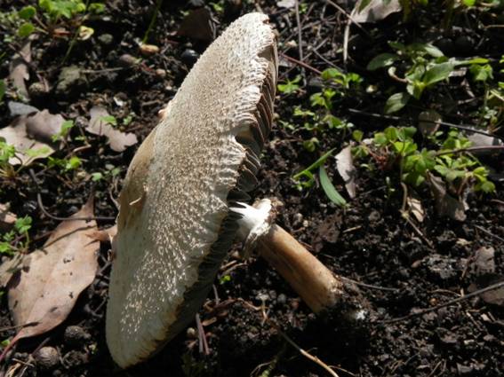 ����: http://blogimg.goo.ne.jp/user_image/74/5d/f50e0f8126b1cebb042cac1ebfd53fe9.jpg