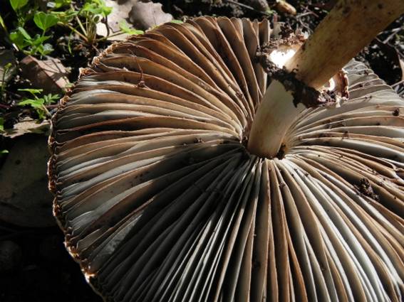 ����: http://blogimg.goo.ne.jp/user_image/37/29/0d42b2a51087c370dcf3422d3e74216c.jpg