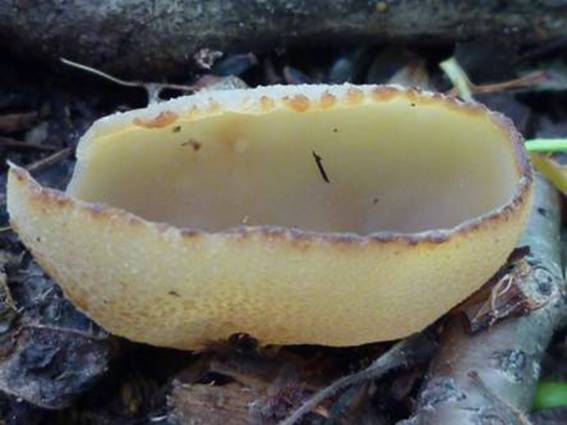 ����: http://www.geocities.jp/cystidia/mysite1/201105/clip_image54.jpg