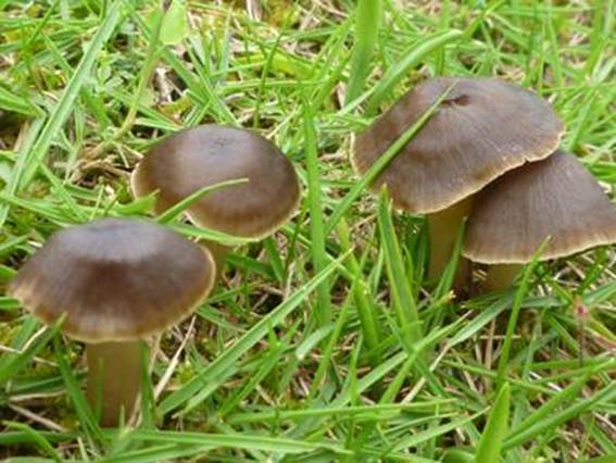 ����: http://www.geocities.jp/cystidia/201106kinoko/clip_image109.jpg