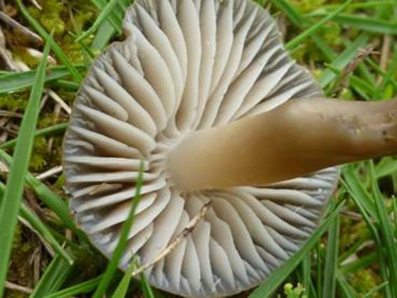 ����: http://www.geocities.jp/cystidia/201106kinoko/clip_image111.jpg