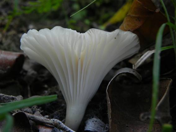 ����: http://blogimg.goo.ne.jp/user_image/70/99/9d4b5c8028124fe84eb2c1fe952b5637.jpg