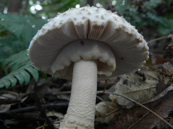 ����: http://blogimg.goo.ne.jp/user_image/45/16/d0fdc15c2df94489f4fba83d2a31d162.jpg