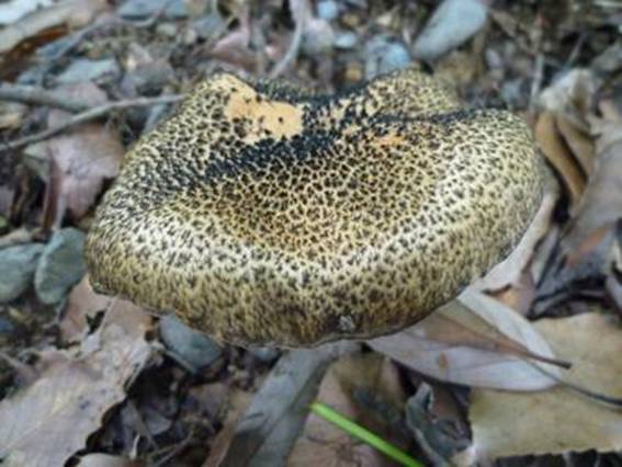 ����: http://www.geocities.jp/cystidia/201106kinoko/clip_image119.jpg