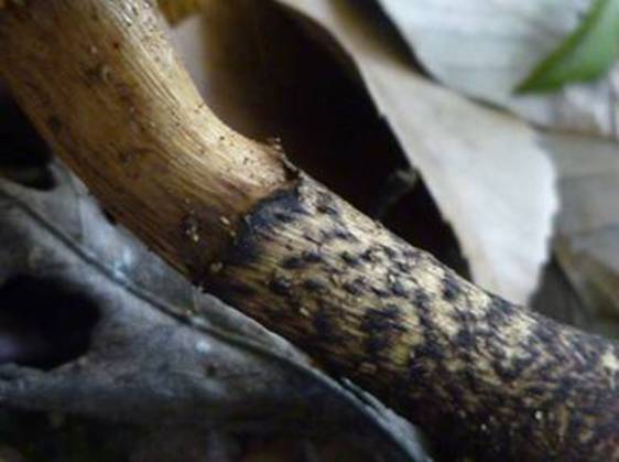 ����: http://www.geocities.jp/cystidia/201106kinoko/clip_image120.jpg