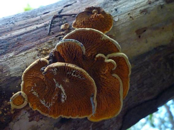 ����: http://blogimg.goo.ne.jp/user_image/73/b0/da8a65cbfb2c615ea4aca33ad3d42e5b.jpg