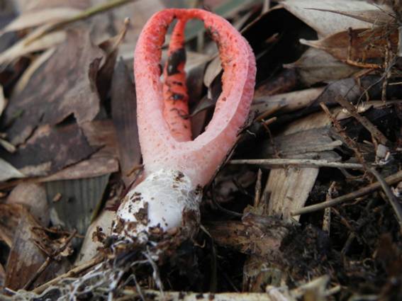 ����: http://blogimg.goo.ne.jp/user_image/1a/dd/b4438167f04d0405b1cf934ab3879faf.jpg