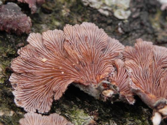 ����: DSCN6494