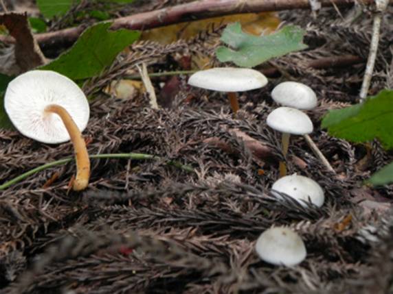 ����: http://blogimg.goo.ne.jp/user_image/19/84/d1529e0861e1103e58eacceeab879ee3.jpg