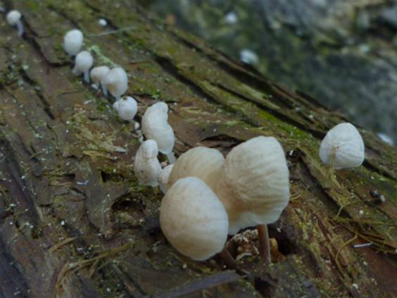 ����: http://blogimg.goo.ne.jp/user_image/0e/32/ab97c7614a1ef7254af8516fc48950f3.jpg