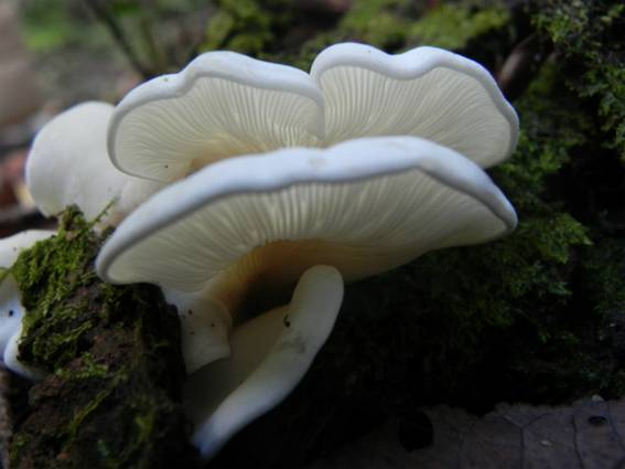 ����: http://blogimg.goo.ne.jp/user_image/1a/b4/101882286f5338b4f6dc308e38c85fc4.jpg