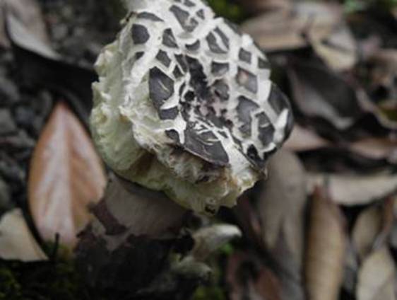 ����: http://www.geocities.jp/cystidia/201106kinoko/clip_image155.jpg