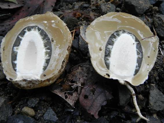 ����: http://blogimg.goo.ne.jp/user_image/2e/76/4cf454e37a76276fd0a872c91aad9484.jpg