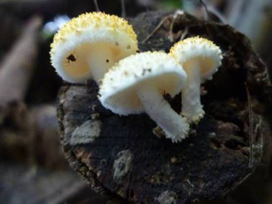 ����: http://www.geocities.jp/cystidia/201106kinoko/clip_image84.jpg