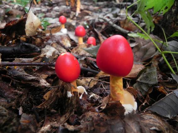 ����: http://blogimg.goo.ne.jp/user_image/20/54/0405ecf38cf8819eae6b94935525dabb.jpg