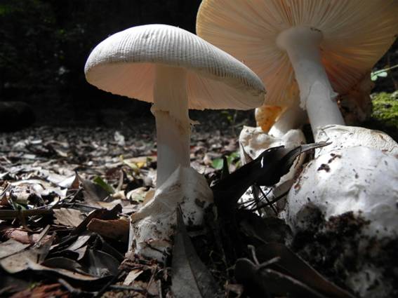 ����: http://blogimg.goo.ne.jp/user_image/0d/b7/c25341795331cae0dd2072b29c1e2e9c.jpg