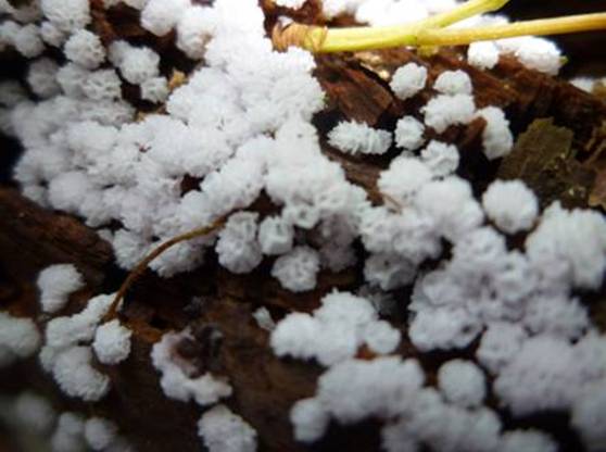 ����: http://www.geocities.jp/cystidia/201106kinoko/clip_image83.jpg