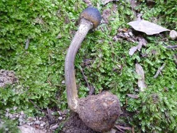 ����: http://www.geocities.jp/cystidia/mysite1/201105/clip_image010.jpg