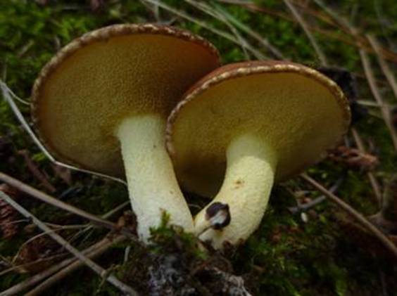 ����: http://www.geocities.jp/cystidia/201107kinoko/clip_image158.jpg