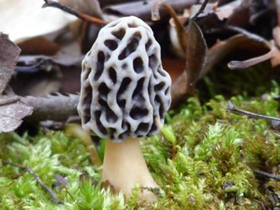 ����: http://www.geocities.jp/cystidia/mysite1/201103/clip_image125.jpg