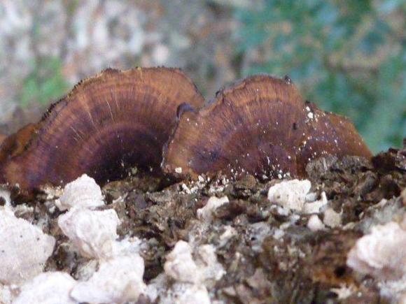 ����: http://www.geocities.jp/cystidia/201101kinoko/clip_image012.jpg