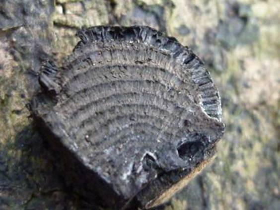 ����: http://www.geocities.jp/cystidia/mysite1/201104/clip_image011.jpg