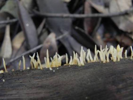 ����: http://www.geocities.jp/cystidia/201106kinoko/clip_image142.jpg