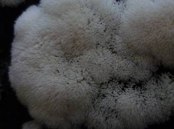 ����: http://www.geocities.jp/cystidia/201107kinoko/clip_image220.jpg