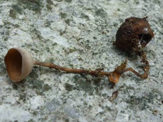 ����: http://www.geocities.jp/cystidia/mysite1/201103/clip_image88.jpg