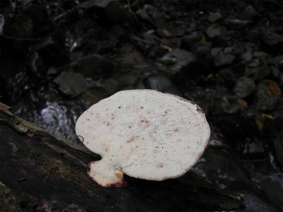 ����: http://blogimg.goo.ne.jp/user_image/73/65/543215f58da6111733515ef363ab966a.jpg