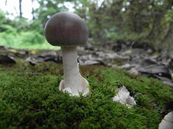 ����: http://www.geocities.jp/cystidia/201107kinoko/clip_image218.jpg