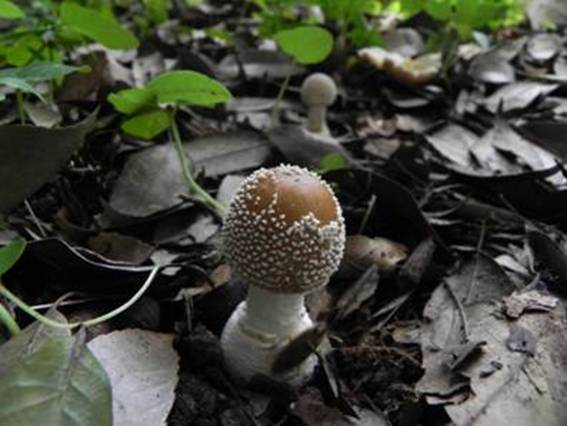 ����: http://www.geocities.jp/cystidia/201106kinoko/clip_image160.jpg