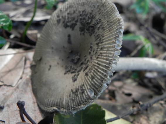 ����: http://blogimg.goo.ne.jp/user_image/1c/71/49a0d4f74eff6d544eade4ab3c9ffd06.jpg