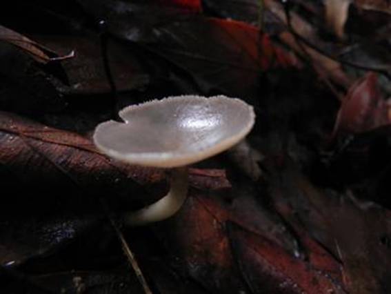 ����: http://www.geocities.jp/cystidia/201106kinoko/clip_image133.jpg