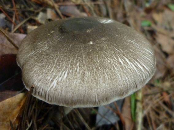 ����: http://blogimg.goo.ne.jp/user_image/25/eb/cd8836fe914c663da8abcfa58ccbecc0.jpg