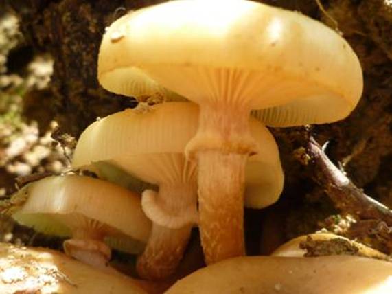 ����: http://www.geocities.jp/cystidia/201105kinoko/clip_image83.jpg