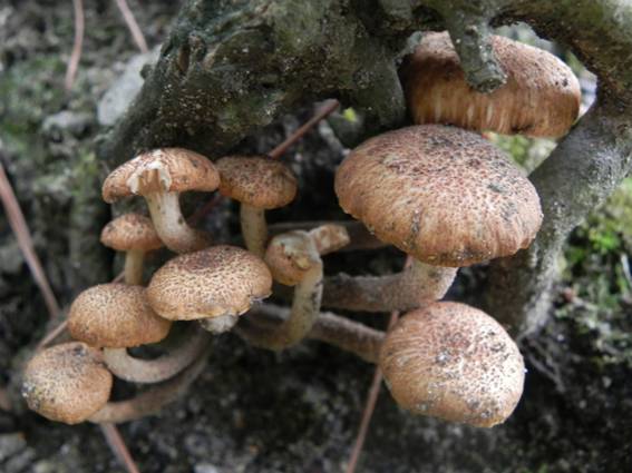 ����: http://blogimg.goo.ne.jp/user_image/25/f5/c5619093173448f5a2d321be5d2d805e.jpg