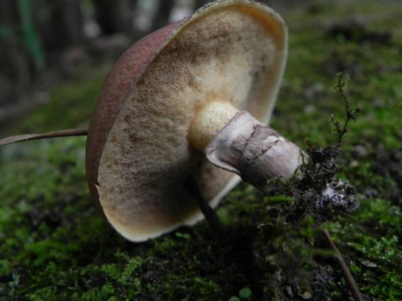 ����: http://blogimg.goo.ne.jp/user_image/49/cb/8305b519f84cfb145bb5da39be696ff0.jpg