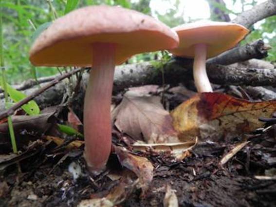 ����: http://www.geocities.jp/cystidia/201107kinoko/clip_image109.jpg