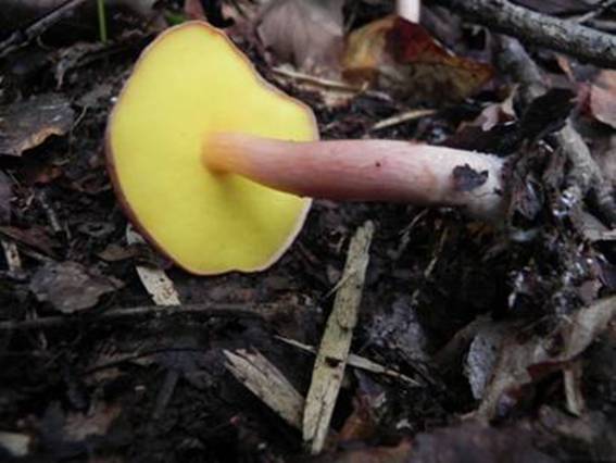 ����: http://www.geocities.jp/cystidia/201107kinoko/clip_image110.jpg